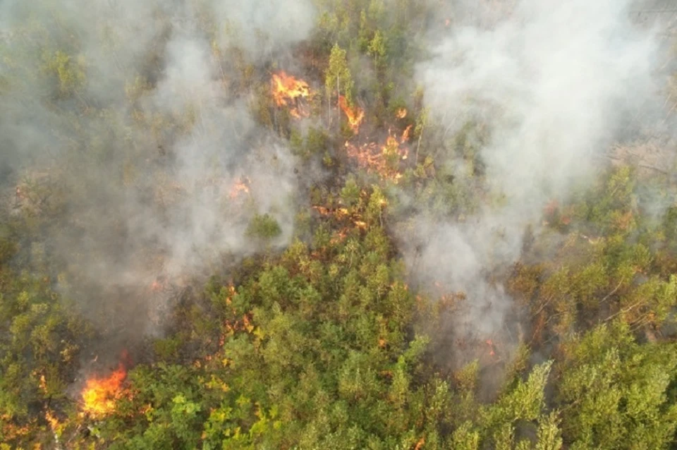 Сотни тысяч деревьев гибнут в огне на Колыме и в Хабаровском крае