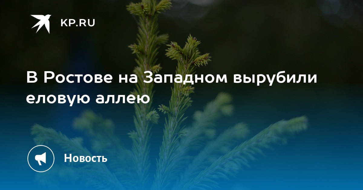 В Ростове на Западном вырубили еловую аллею - KP.RU