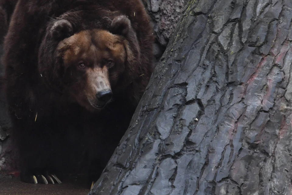 Минздрав Забайкалья: число отравившихся медвежьим мясом 4 июля достигло 11
