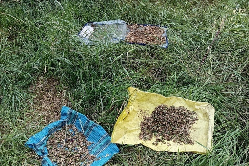 В Белокуракино у жителя изъяли растения, содержащие наркотические средства. Фото - МВД ЛНР