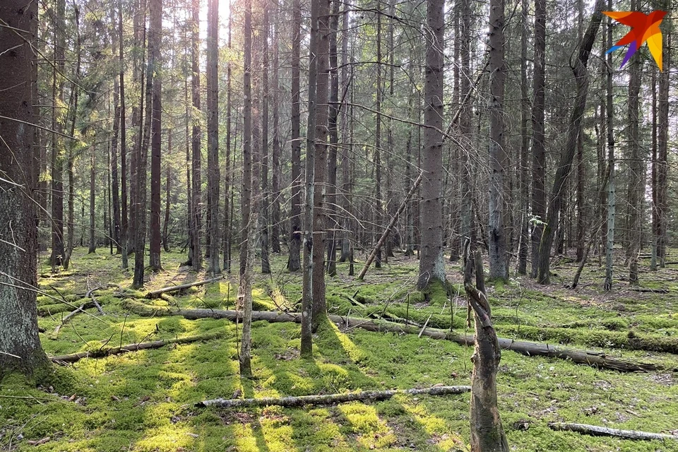 Гомельский лес. Фотографии в лесу летом. Осенний лес. Голвп Хедлесс в РБ ыото.