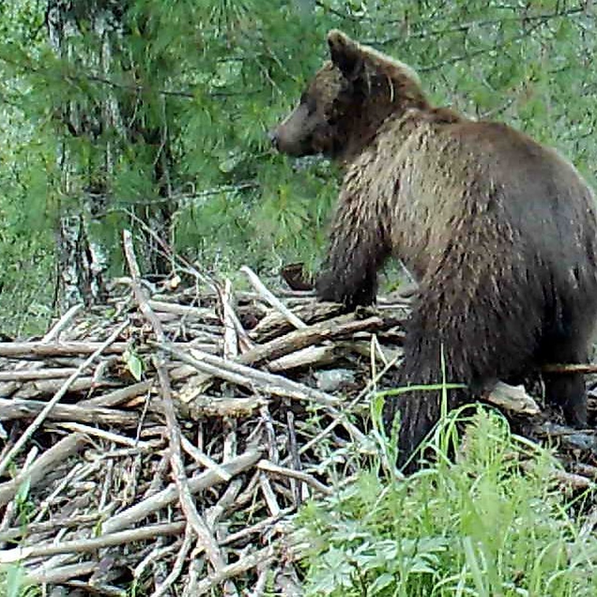 Царьград | Медведя спасли из неожиданной ловушки, и вот, что было потом | Дзен