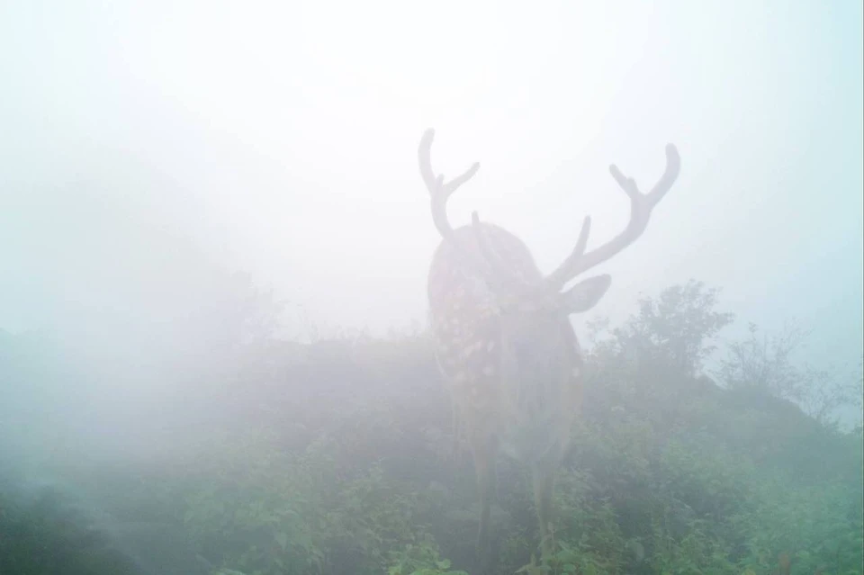 На снимке олень обнюхивает фотоловушку.