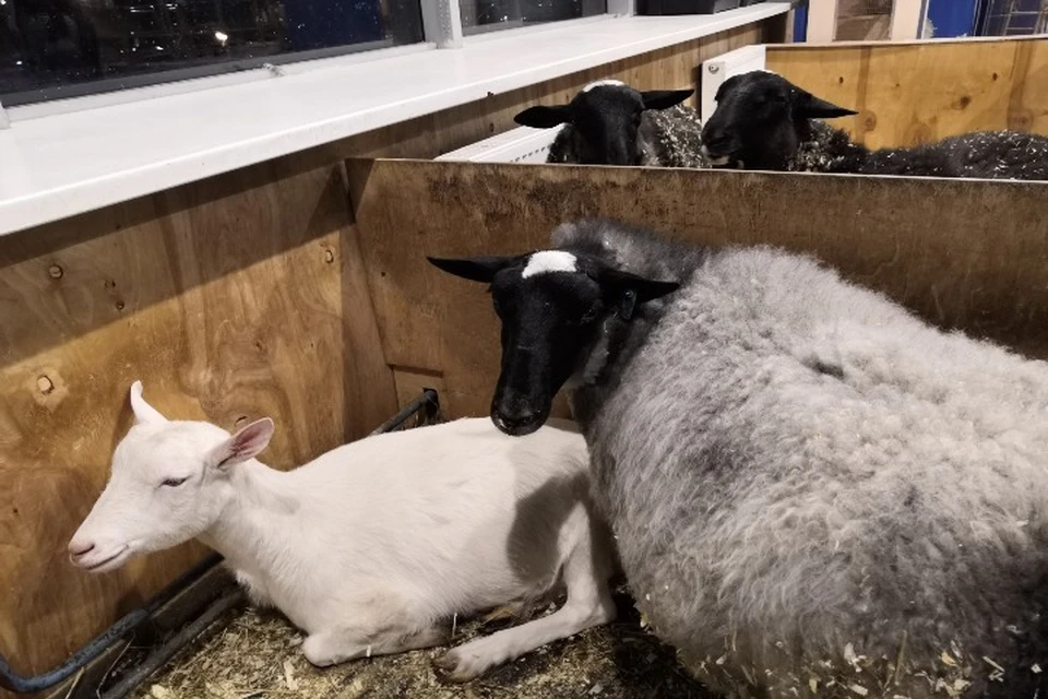 Рассказы о сексе с коровами овцами и козами