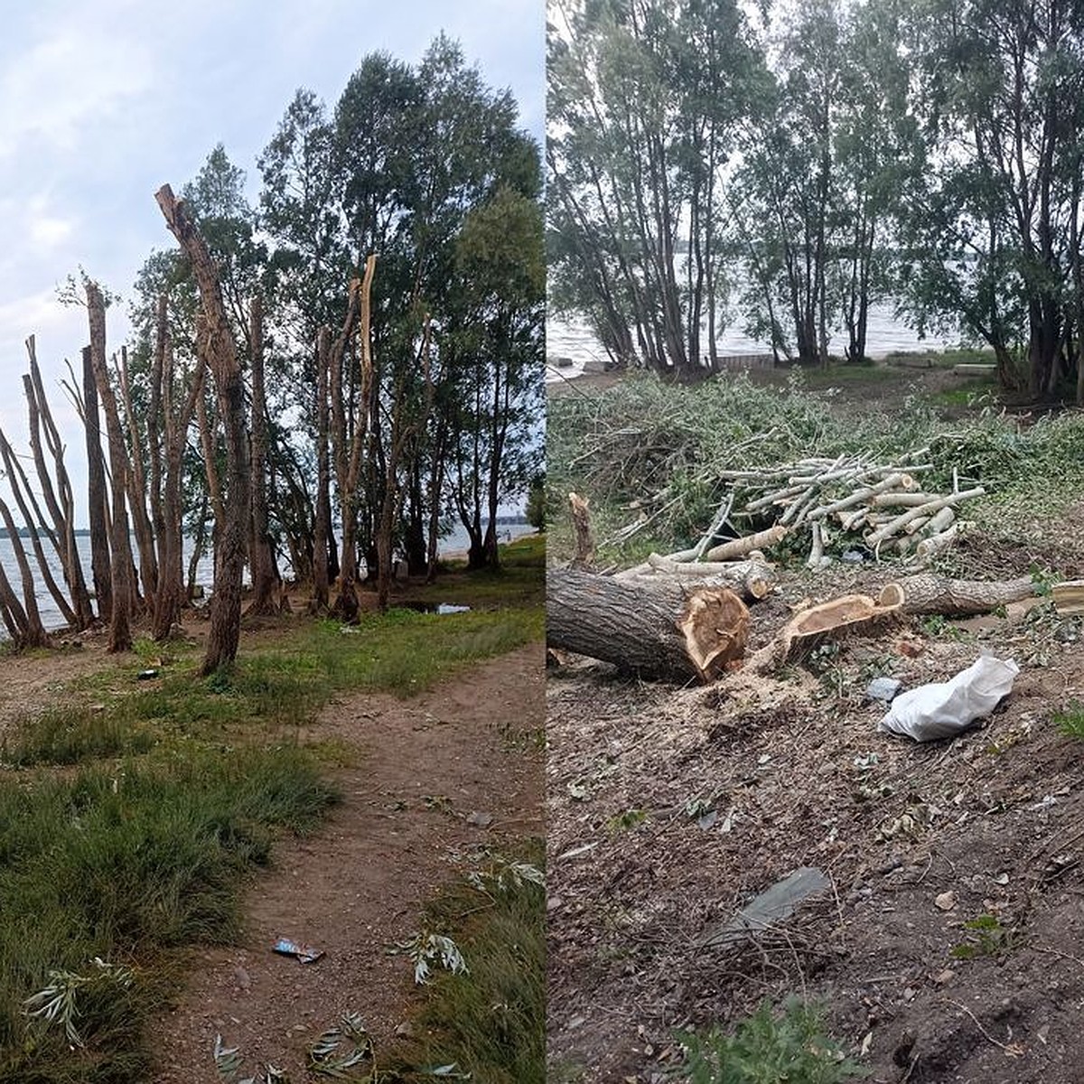 У реки остались одни пеньки»: жители поселка в Новосибирске пожаловались на  соседа, вырубившего несколько десятков деревьев - KP.RU