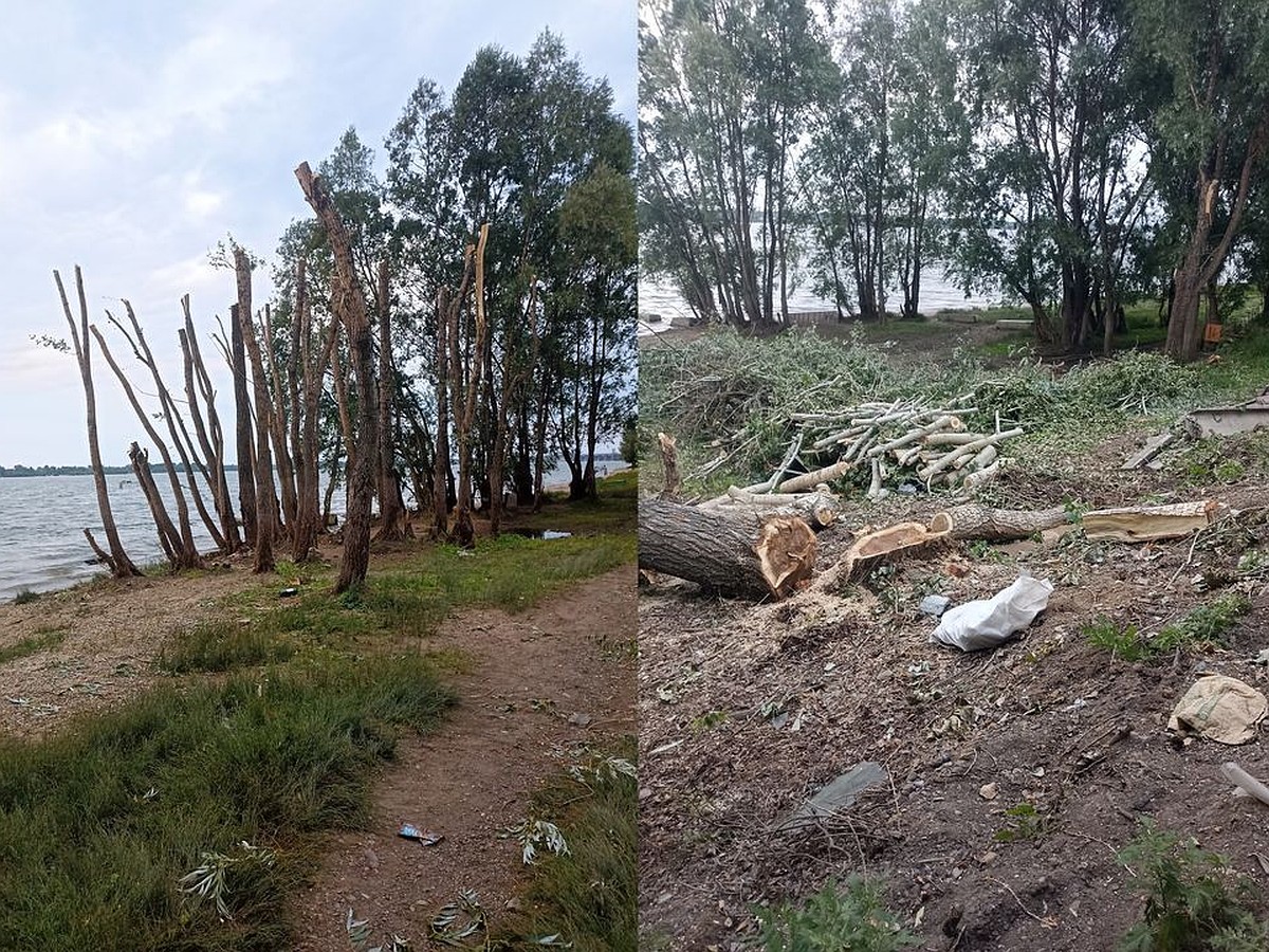 У реки остались одни пеньки»: жители поселка в Новосибирске пожаловались на  соседа, вырубившего несколько десятков деревьев - KP.RU