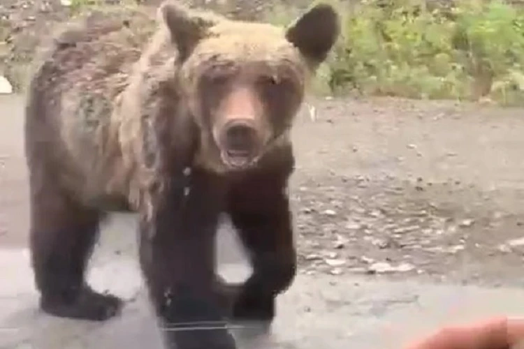 Живее всех живых! Считавшийся погибшим медвежонок попрошайничает у дороги в Хабаровском крае