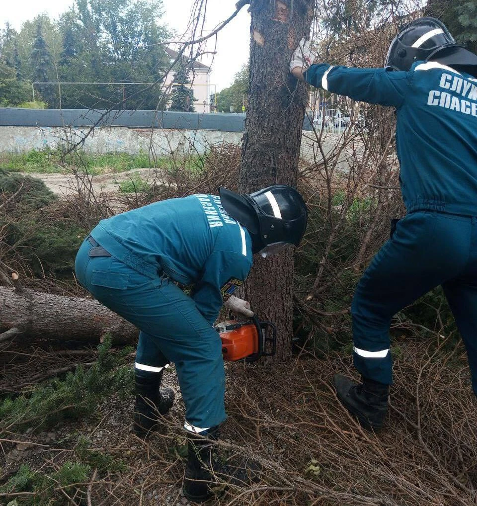 В Ульяновске 274 упавших дерева стали причиной различных аварийных ситуаций  - KP.RU