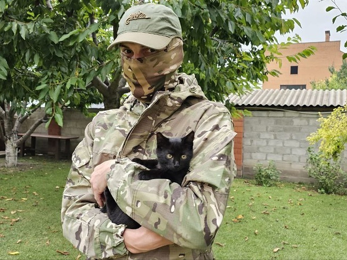 В зоне СВО они нам очень нужны»: Военный из ЛНР вернулся в отпуск вместе с  «боевым» котенком - KP.RU