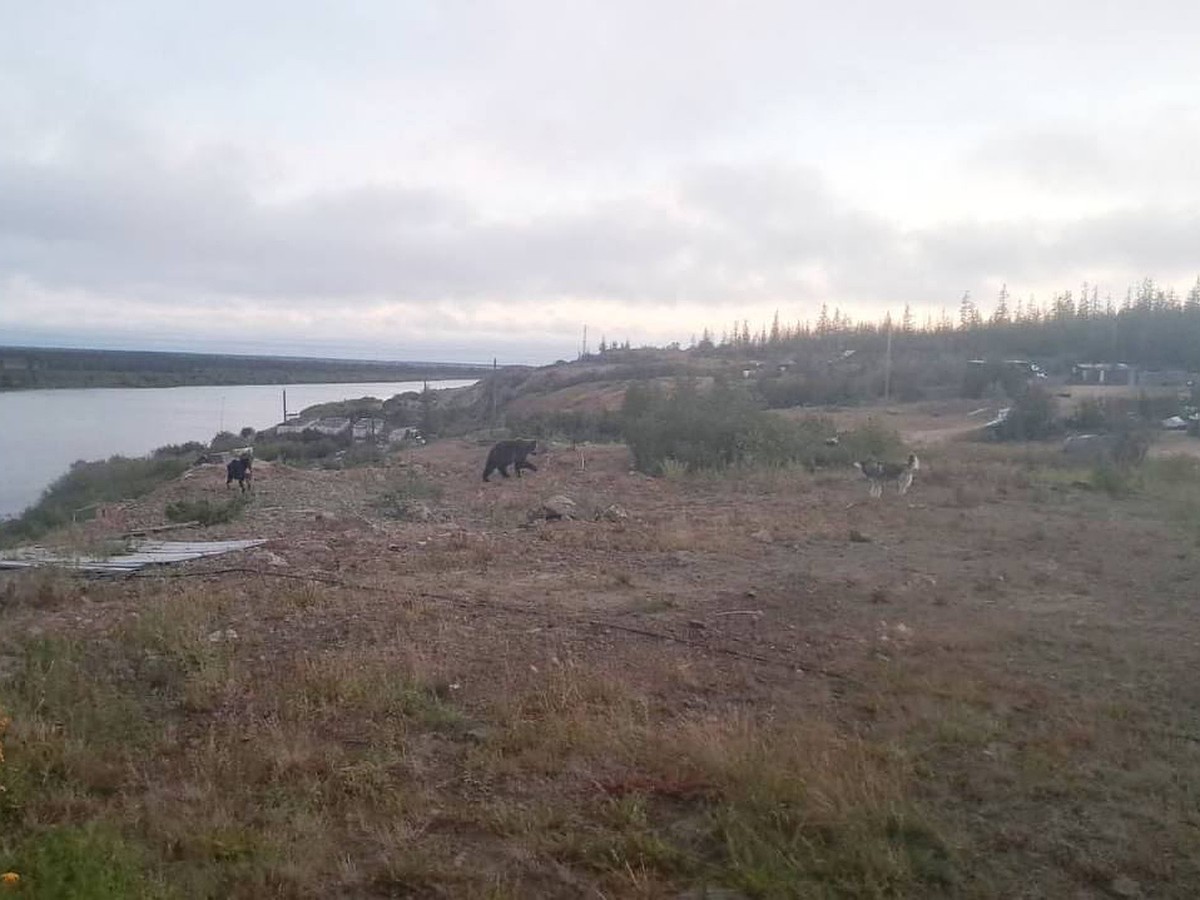 Медведем, облюбовавшим поселок Черский в Якутии, займется бригада охотников  - KP.RU