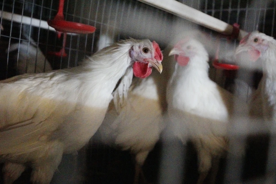 На птицефабрике в селе Авдон найдены заражённые птичьим гриппом животные