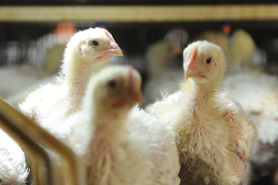На птицефабрике в Уфимском районе Башкирии обнаружен очаг птичьего гриппа