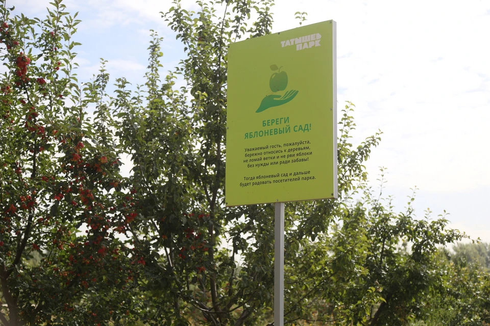 Коломенское яблоневый сад. Яблоневый сад в красноярске. Яблоня медуница дерево. Яблоневый сад в красноярске. Яблоневый сад татышев красноярск.