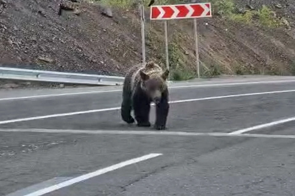 Медведь на 1 колесе