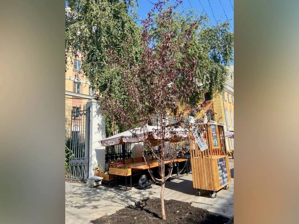 15 молодых яблонь посадили на Большой Покровской в Нижнем Новгороде. Фото: телеграм-канал Юрия Шалабаева.