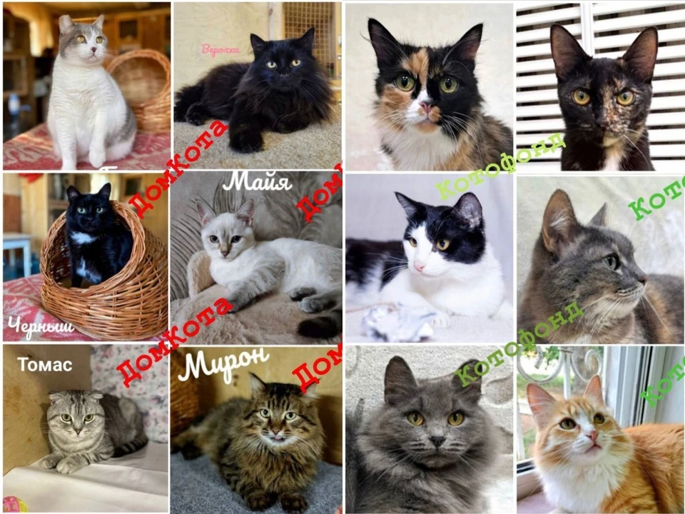 Котики, которые нуждаются в помощи. Фото: «Дом Кота» и «Котофонд: «Спасаем вместе»