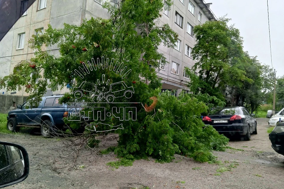В Мурманске на улице Чумбарова-Лучинского, 25 рухнуло дерево. Фото: Мурманск ДТП ЧП / vk.com/murmansk_dtp