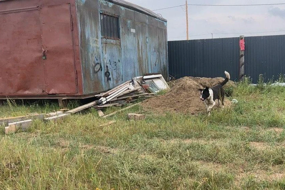 Подать жалобу на бродячую собаку можно через приложение «Госуслуги. Решаем вместе». Фото: ЦУР Якутии