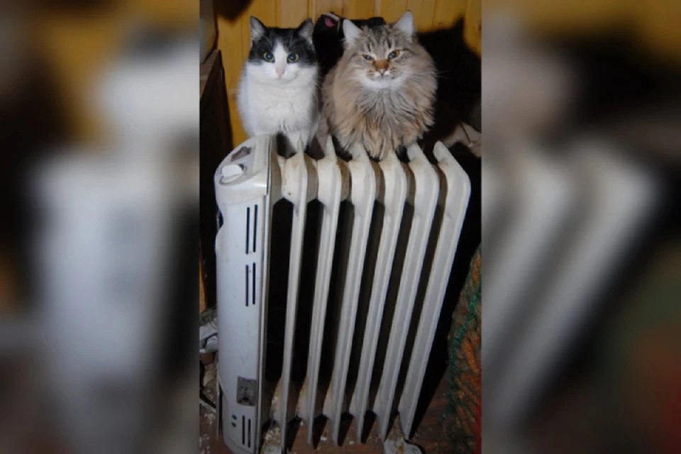 Котики, вероятно, не замерзнут нынешней зимой