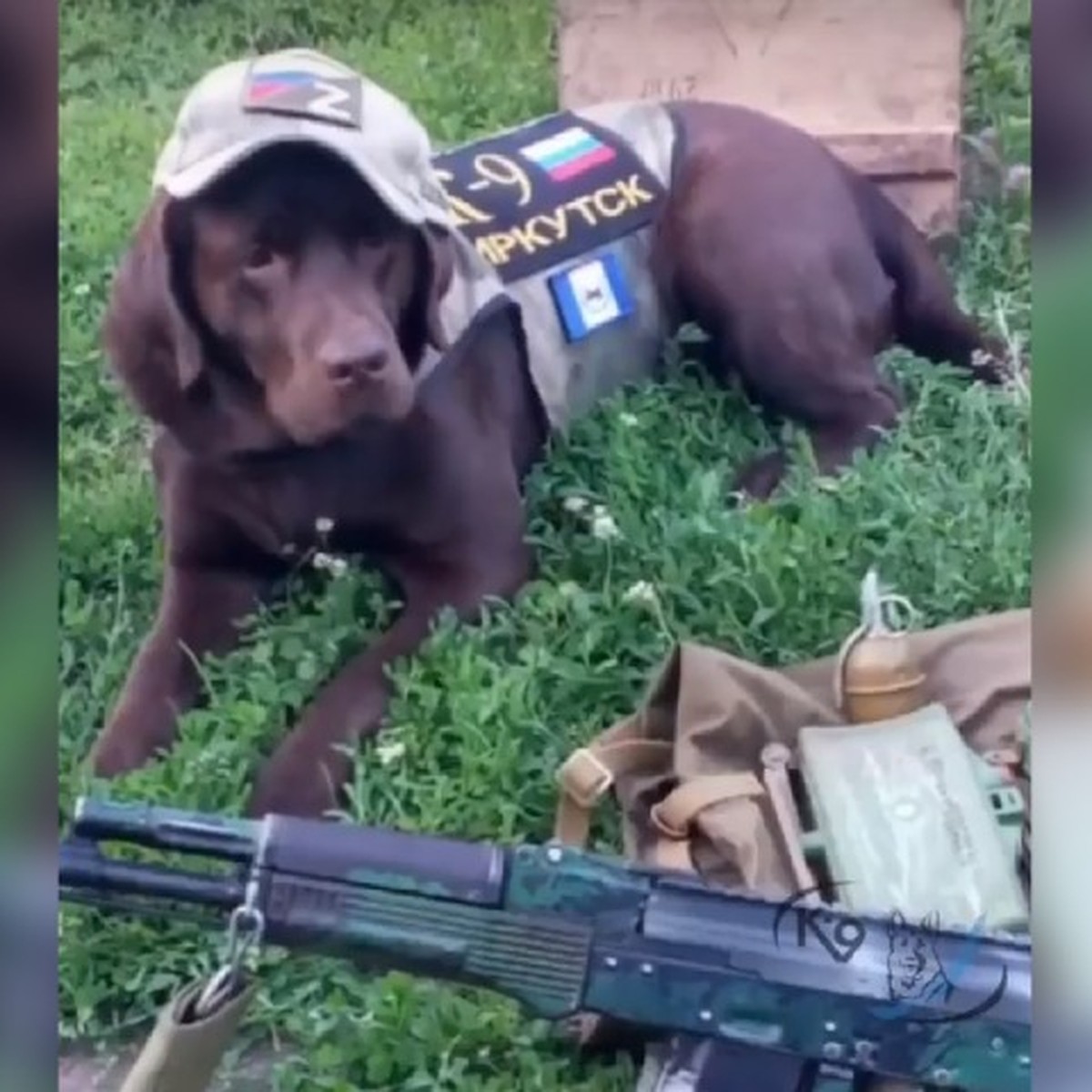 Осталась без хозяина, но превратилась в верного бойца: собака Кэт из  Иркутска 4 месяца спасала военных в зоне СВО - KP.RU
