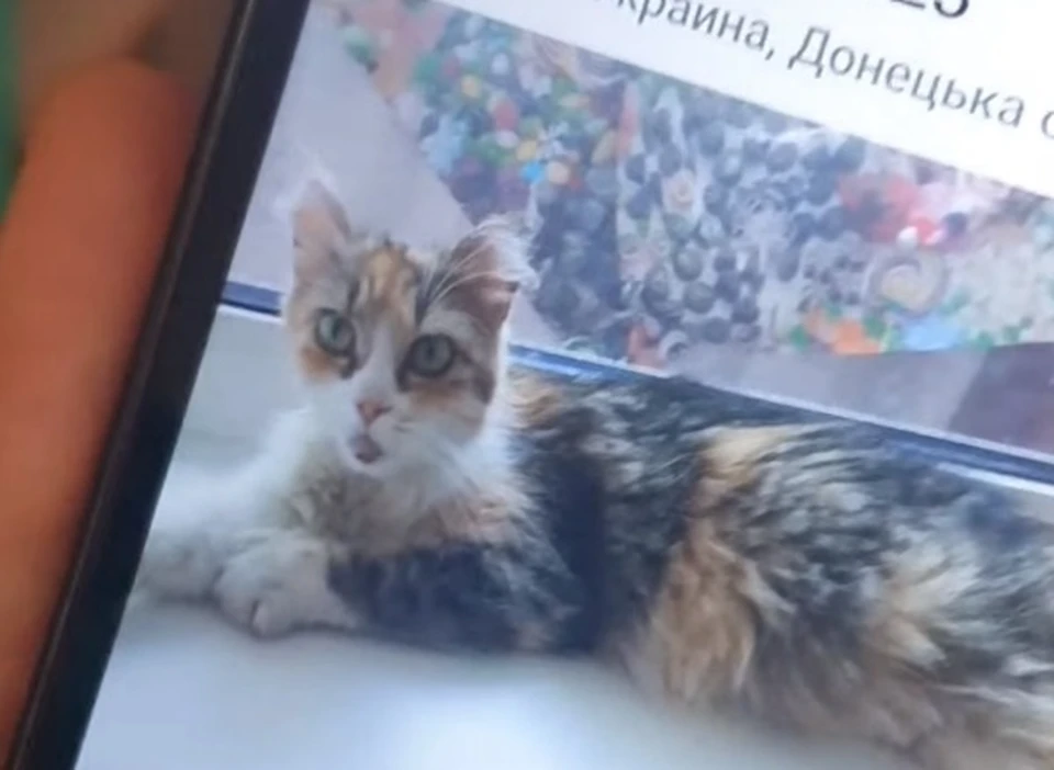 У кошки обгорели уши. Фото: скрин с видео приюта "ДИНО"