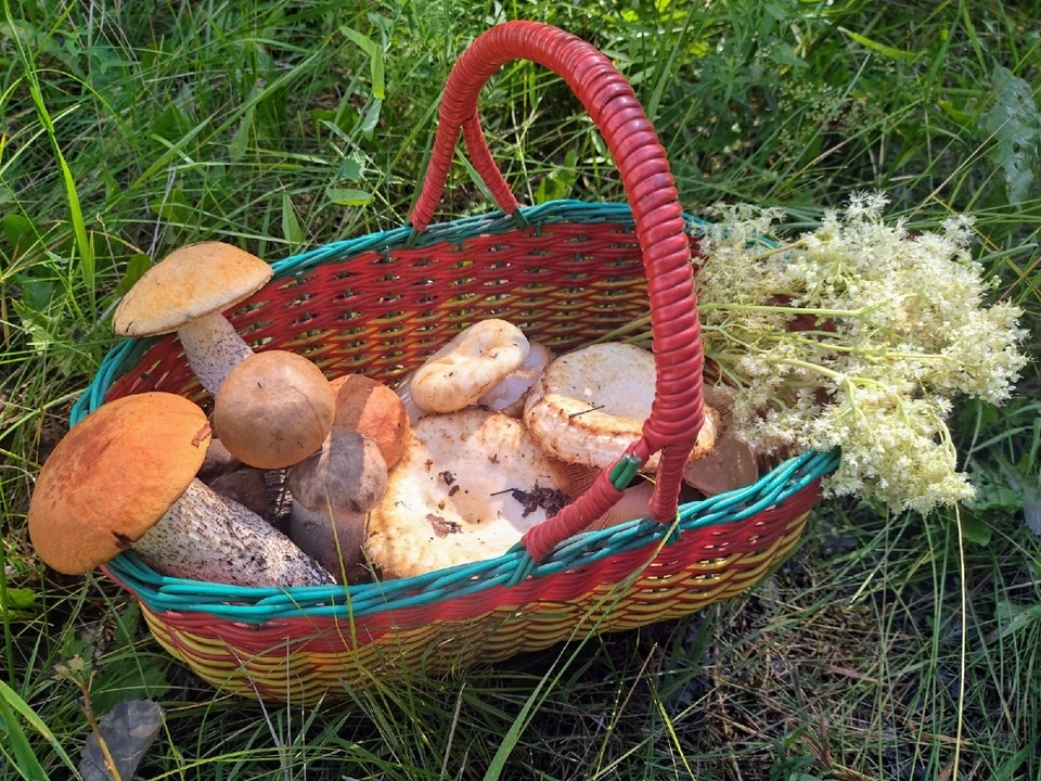 Житель Тюмени нашел огромные грибы на уникальной полянке.