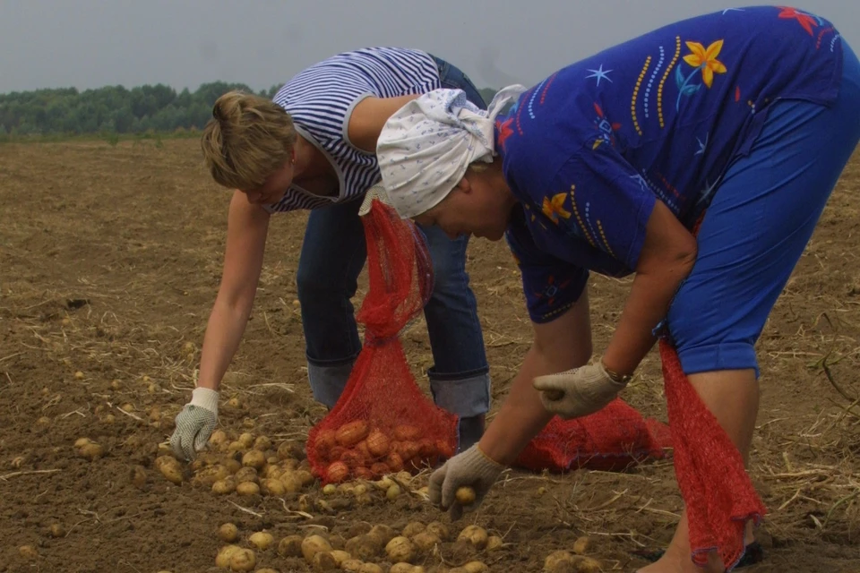 К массовой уборке картофеля приступили сельхозпроизводители Сахалина