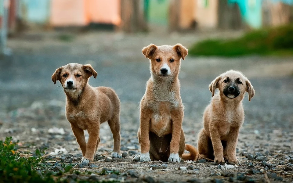 Жителей костромского муниципалитета терроризируют собаки. Фото: Photo by form PxHere