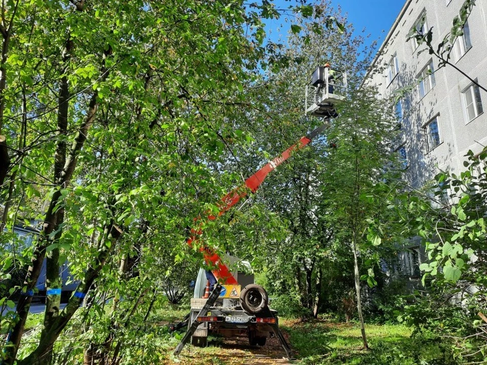 Жителей Сыктывкара просят сообщать об аварийных деревьях