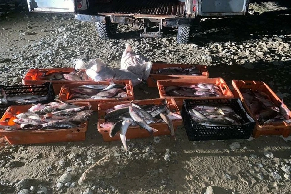 Мужчина успел добыть пиленгаса, леща, карася и рыбца. Фото: пресс-служба ПУ ФСБ России по Ростовской области