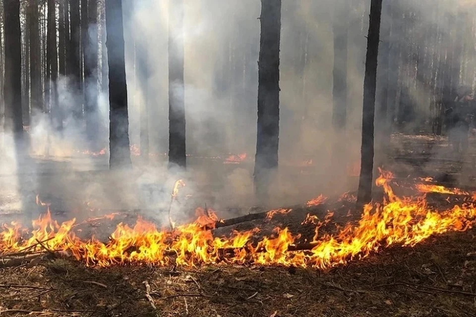 В Тверской области за сезон произошло 14 лесных пожаров