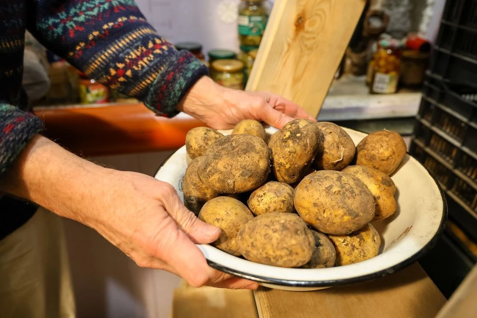Агроном предупредила о возможной гибели картофеля в Новосибирске.