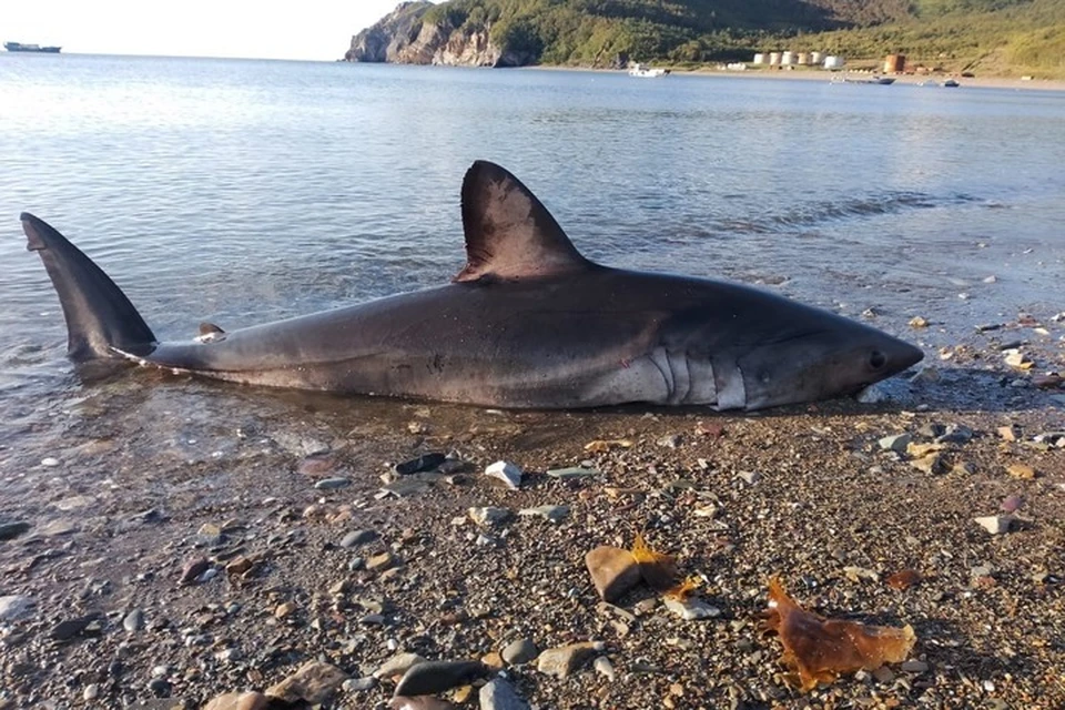 Большую акулу выбросило на берег в Хабаровском крае Фото: Алексей Ивлиев