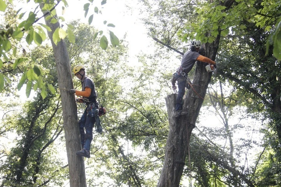 Сначала арбористы обследует деревья. Фото: npsochi_dendrarium
