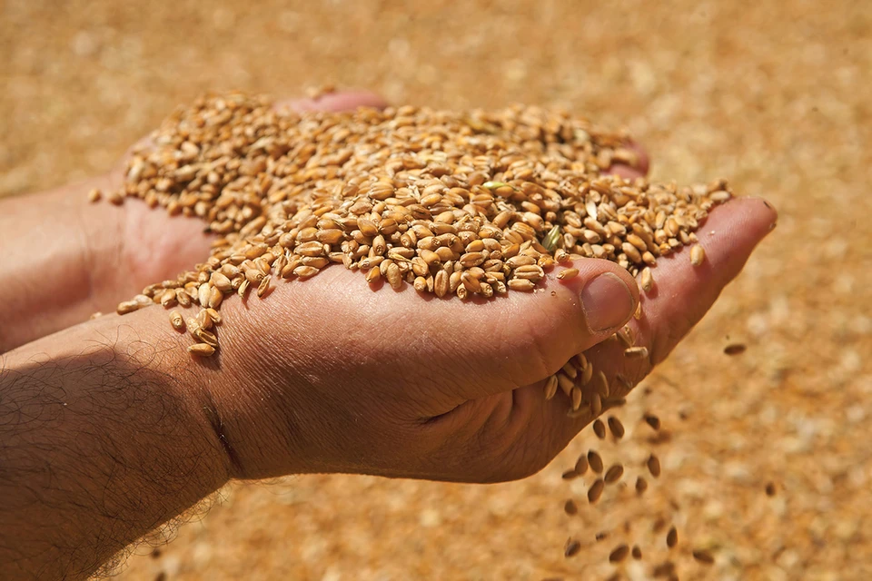 Молдавские фермеры не могут продать свое зерно.