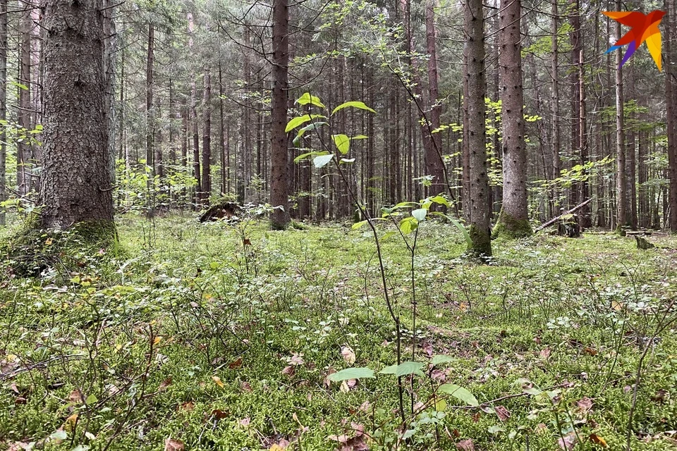 Что можно и нельзя делать в Куприянов день 13 сентября. Снимок используется в качестве иллюстрации. Фото: архив «КП»