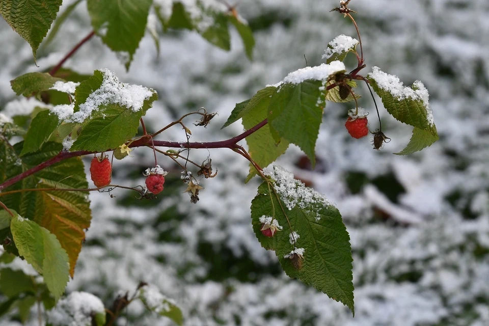 Заморозки до -2 градусов придут в Новосибирскую область в конце недели.
