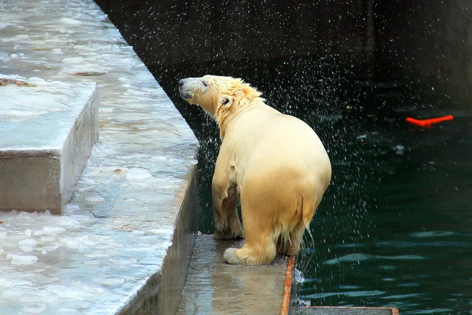 Вход в Новосибирский зоопарк сделают бесплатным для пенсионеров.