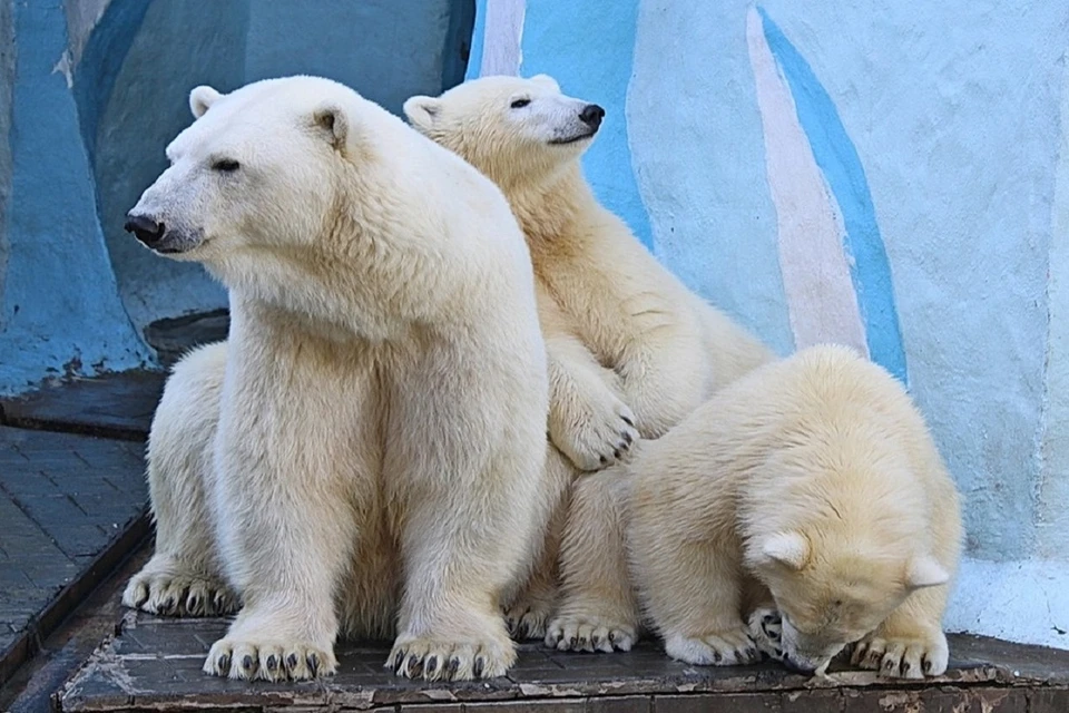 У белых медвежат в Новосибирском зоопарке появилась новая игрушка. Фото: Анна Новикова.