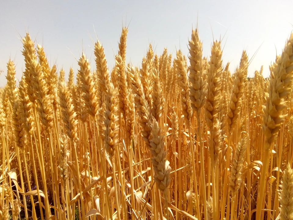 В Белгородской области комбайнеры похитили зерно на 2,1 млн рублей.