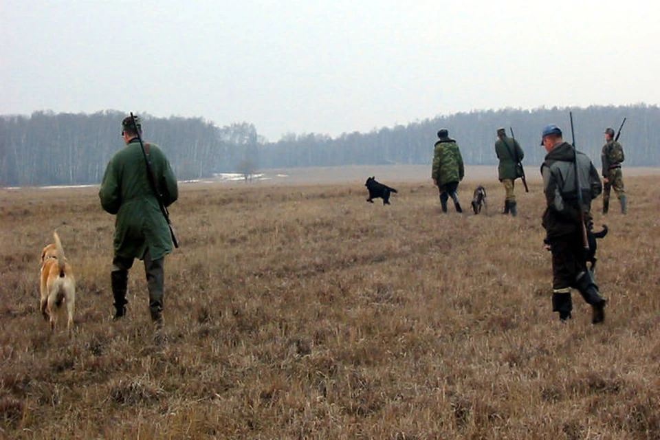 В Ярославской области начался сезон охоты на зайцев, енотовидных лисиц и собак.