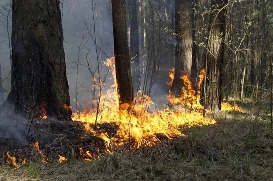 В Крыму за последние четыре года площадь лесных пожаров сократилась в 25 раз