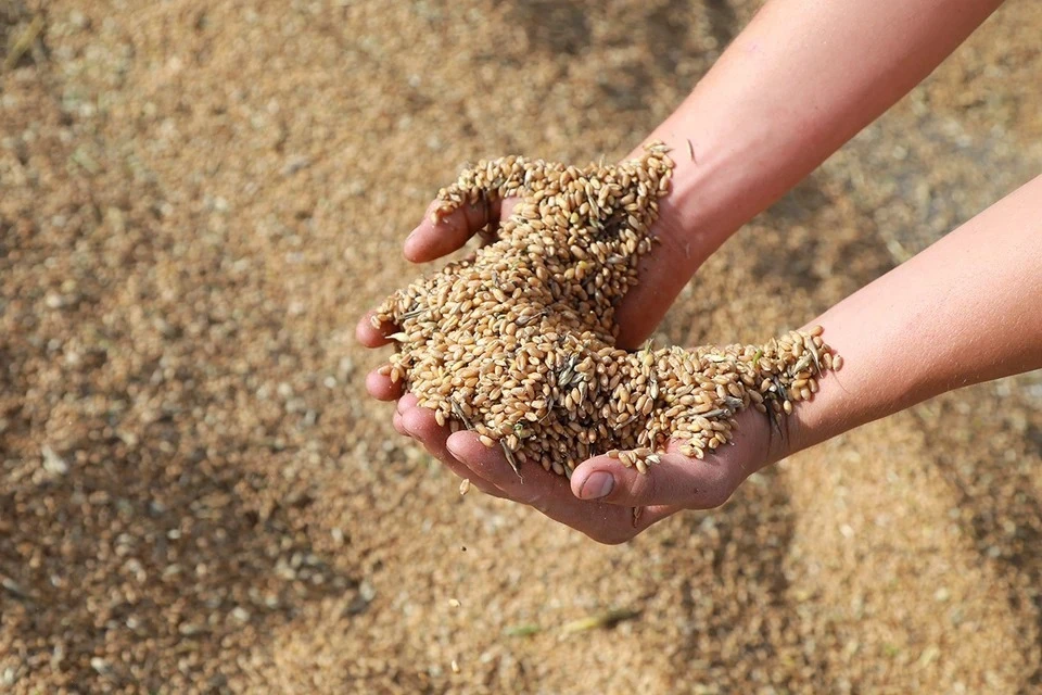 В закромах страны еще хранится 100 тысяч тонн продовольственной пшеницы