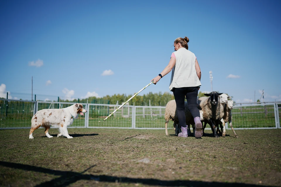 На испытания приехали 60 мохнатых пастухов из нескольких регионов страны.