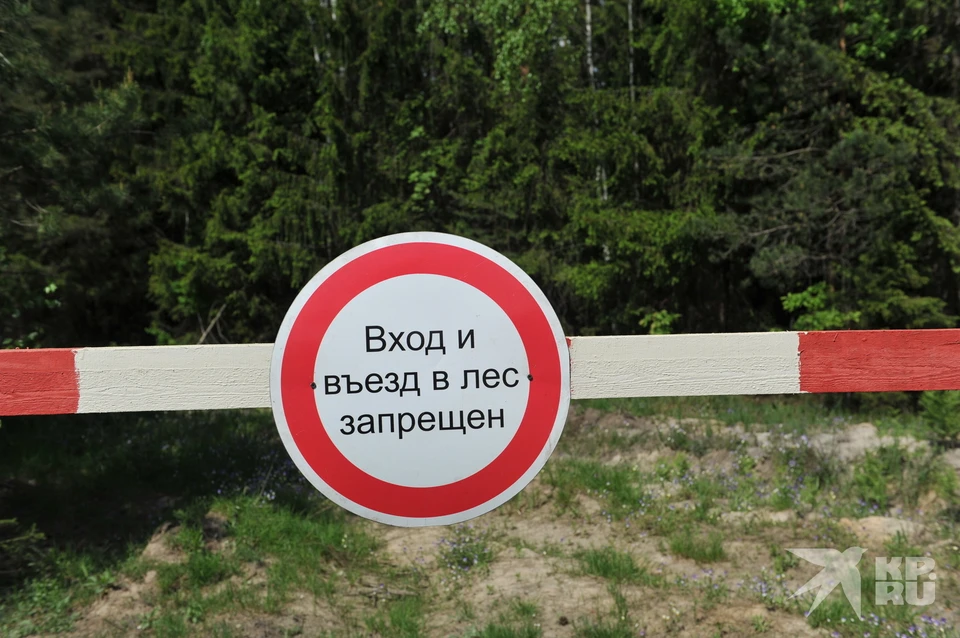 В Дубровичах запретили входить лес из-за «боевого применения боеприпасов».
