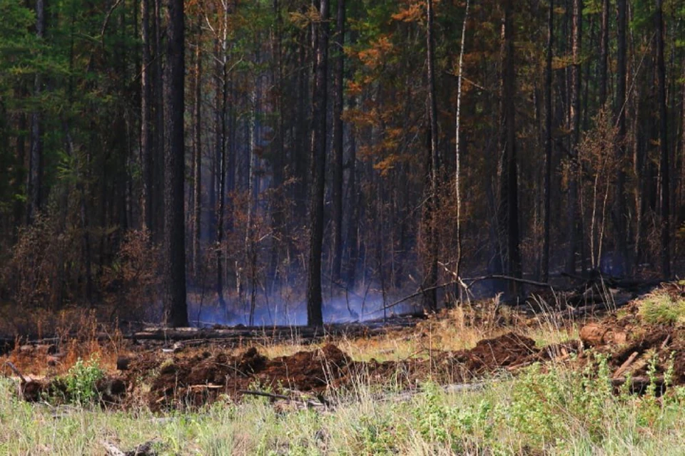 Один лесной пожар ликвидирован лесопожарными формированиями в Тайшетском районе