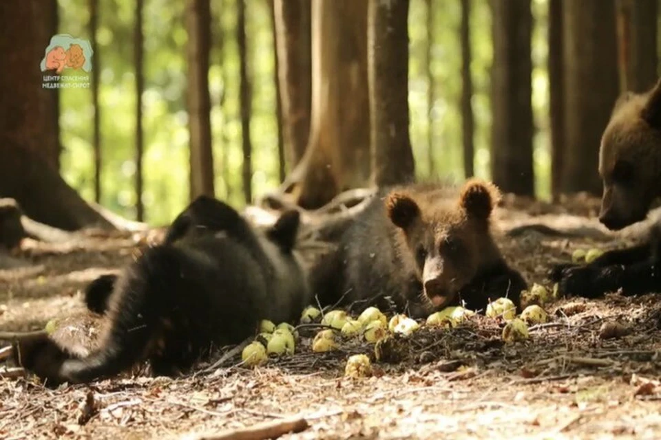 Медвежата ведут себя, как настоящие дети. Фото: скриншот видео