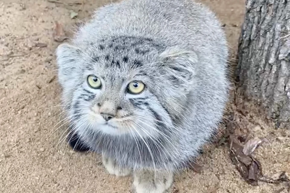 Подросшего котенка манула Шу показали в Ленинградском зоопарке. Фото: t.me/lenzoopark