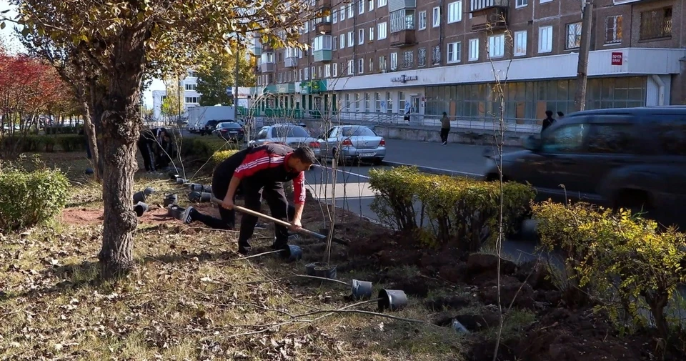 Озеленение идет на улице Кирова в Братске. Фото: администрация Братска
