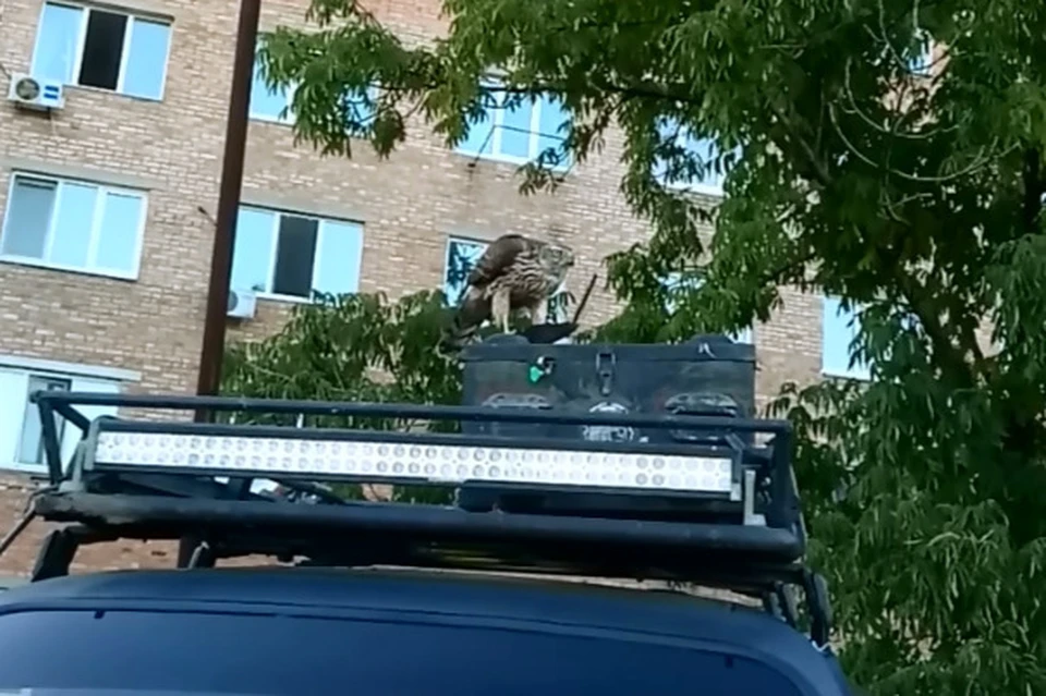 Тетеревятники не редкость в городе. Фото: принтскрин с видео